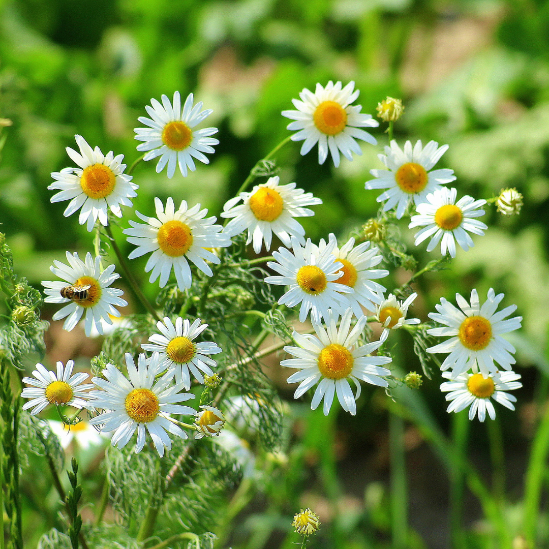 Organic* chamomile hydrolate