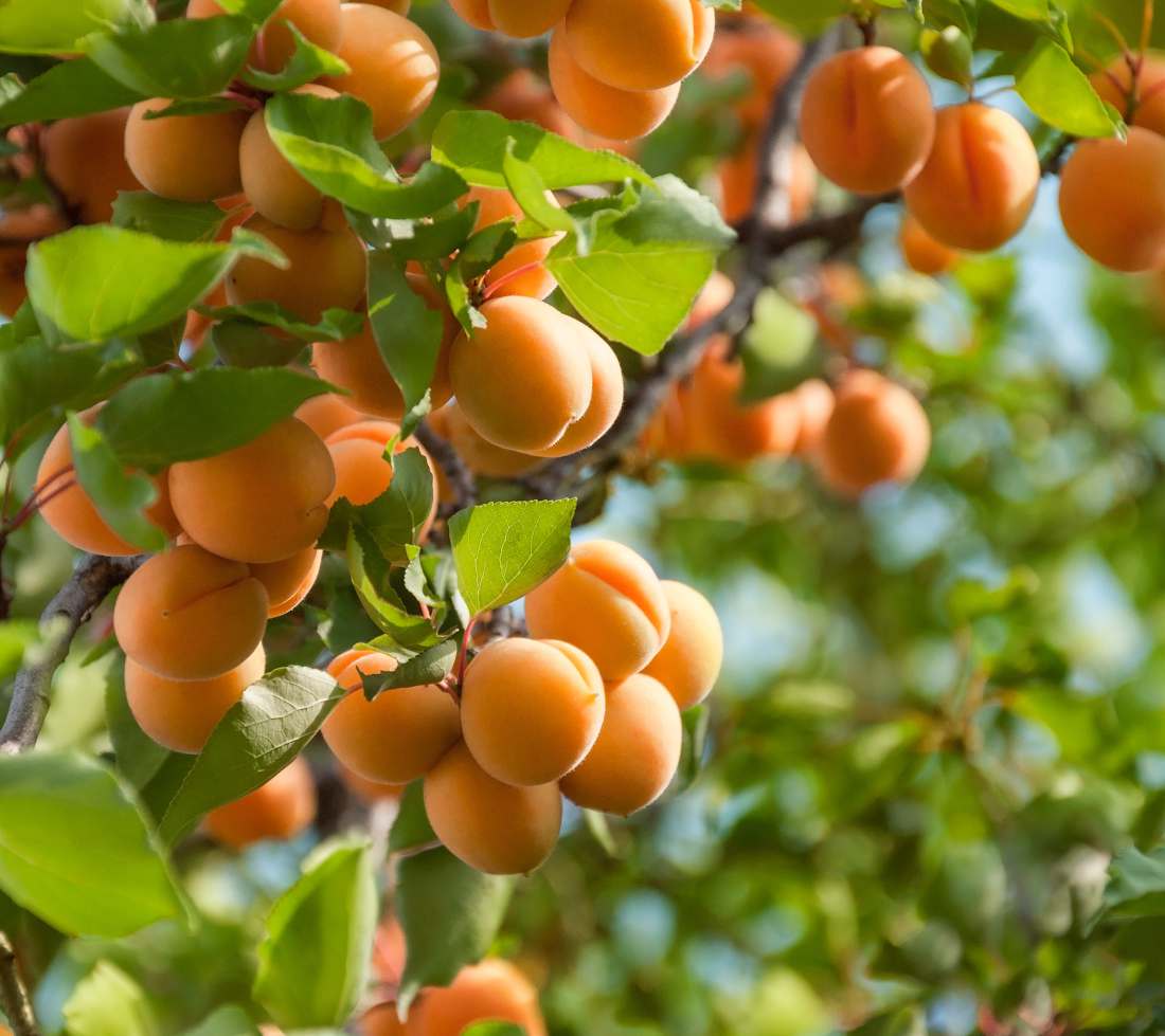 Organic* apricot kernel oil – Nourishing & Illuminating