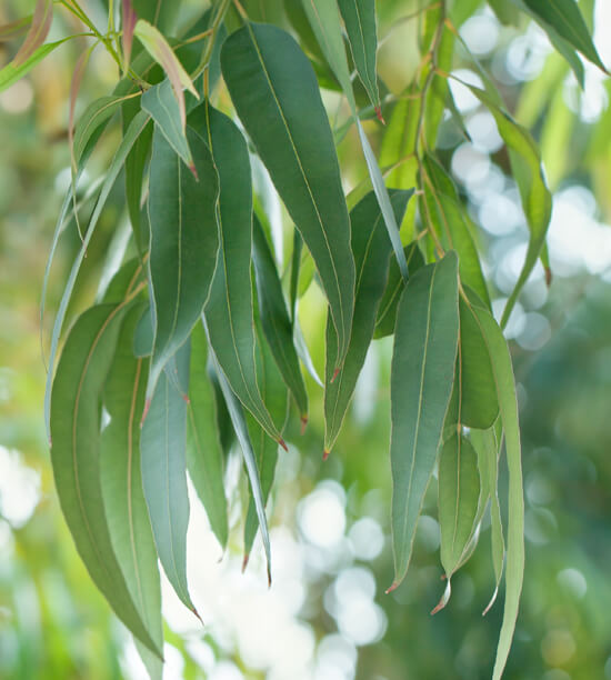 Essential oil - Organic* Eucalyptus radiata