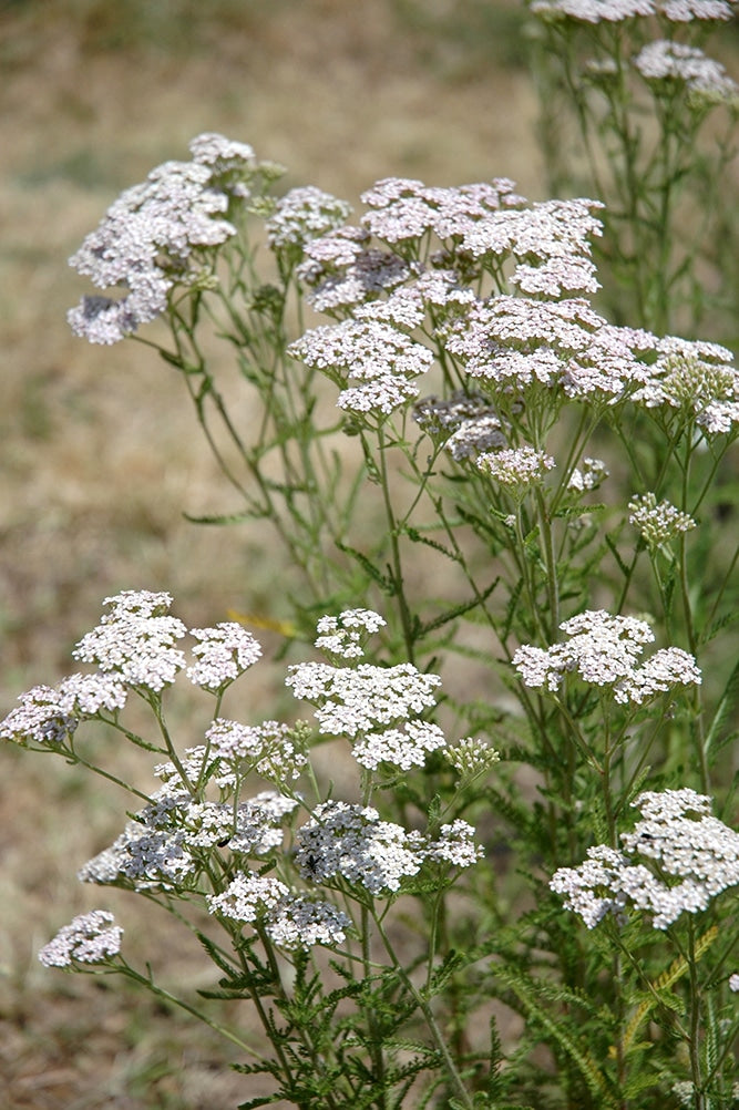 Organic* yarrow hydrolate