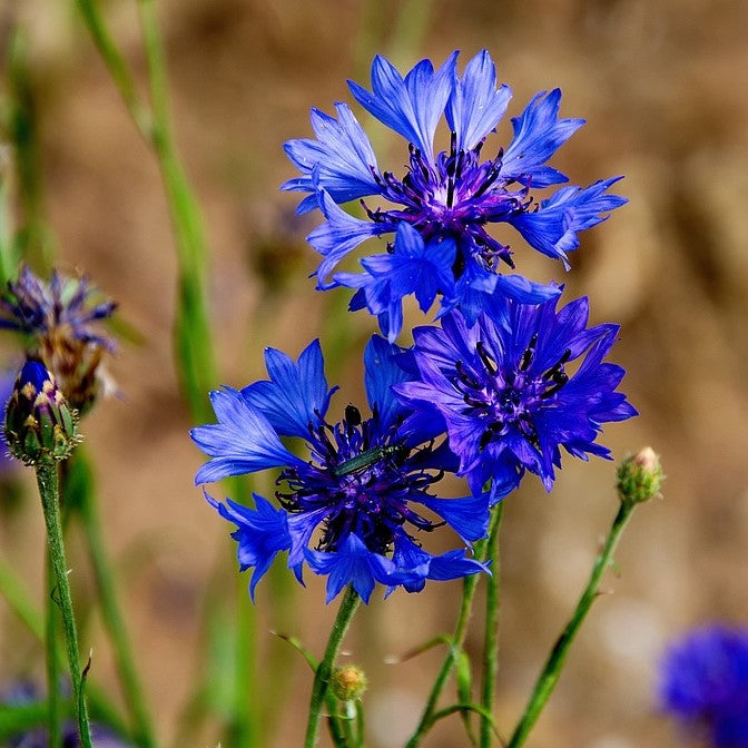 Organic* cornflower hydrolate