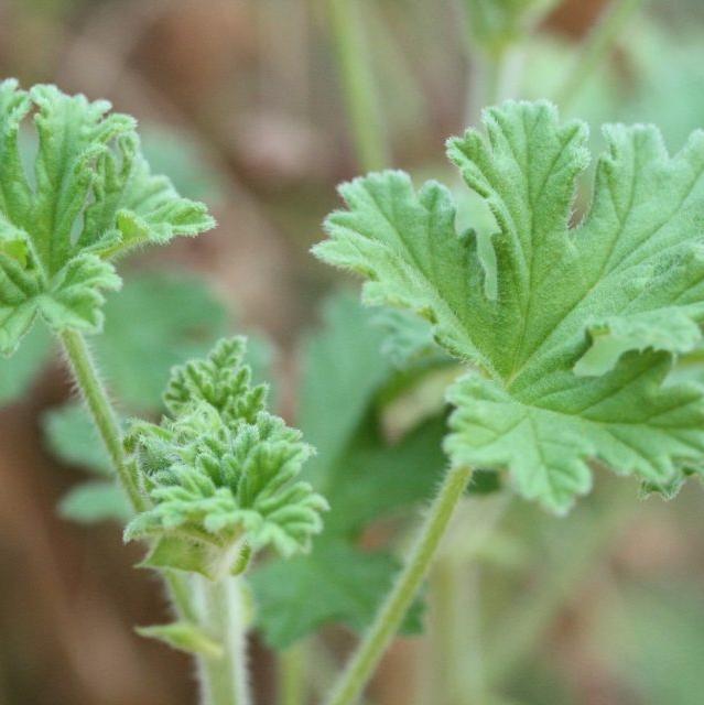 Essential oil - Organic* Geranium rosat