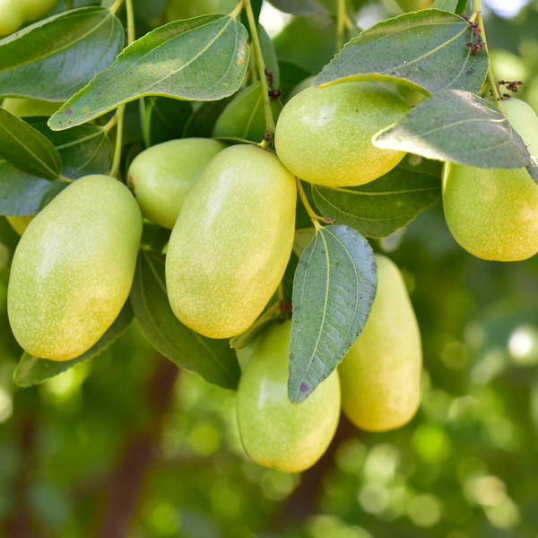 Huile de jojoba BIO*- Nourrissante & Equilibrante - MAKESENZ