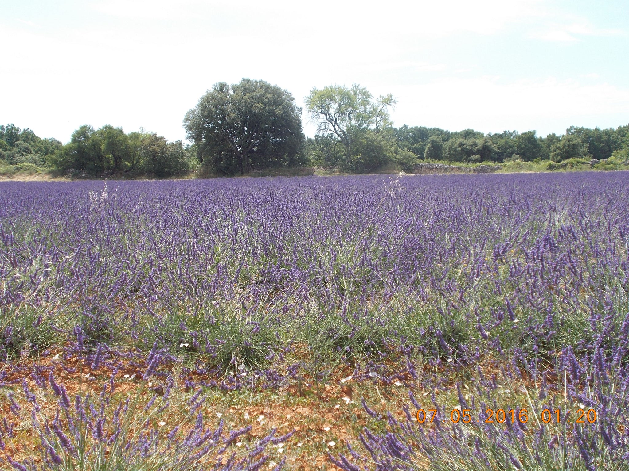 Purifying water - Lavander & Rosemary