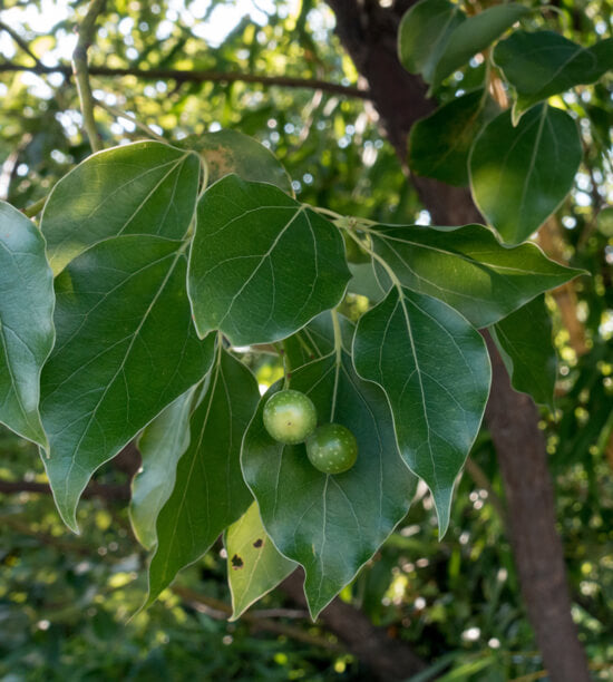 Essential oil - Organic* Hô wood