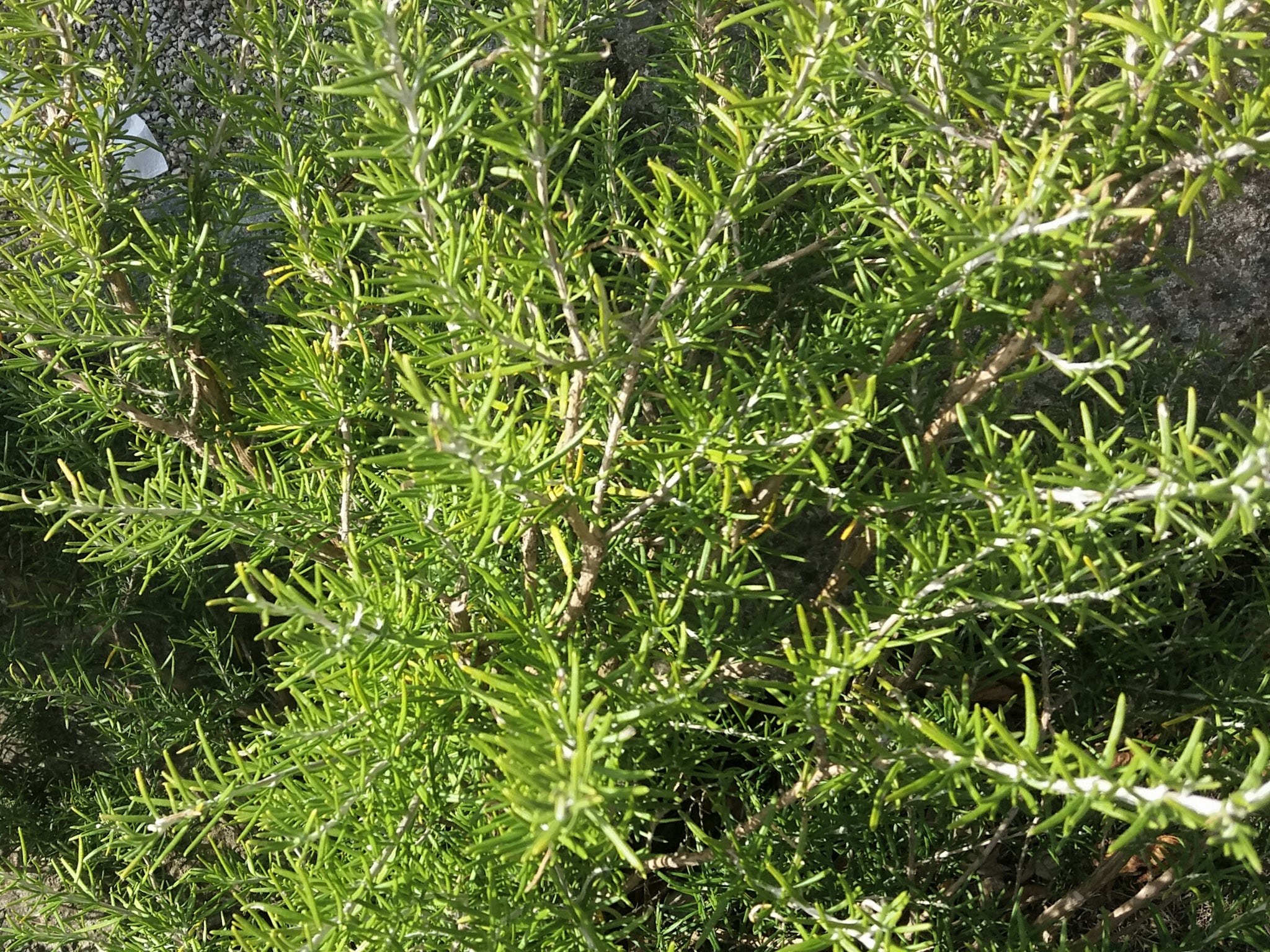 Organic* Rosemary Hydrolat