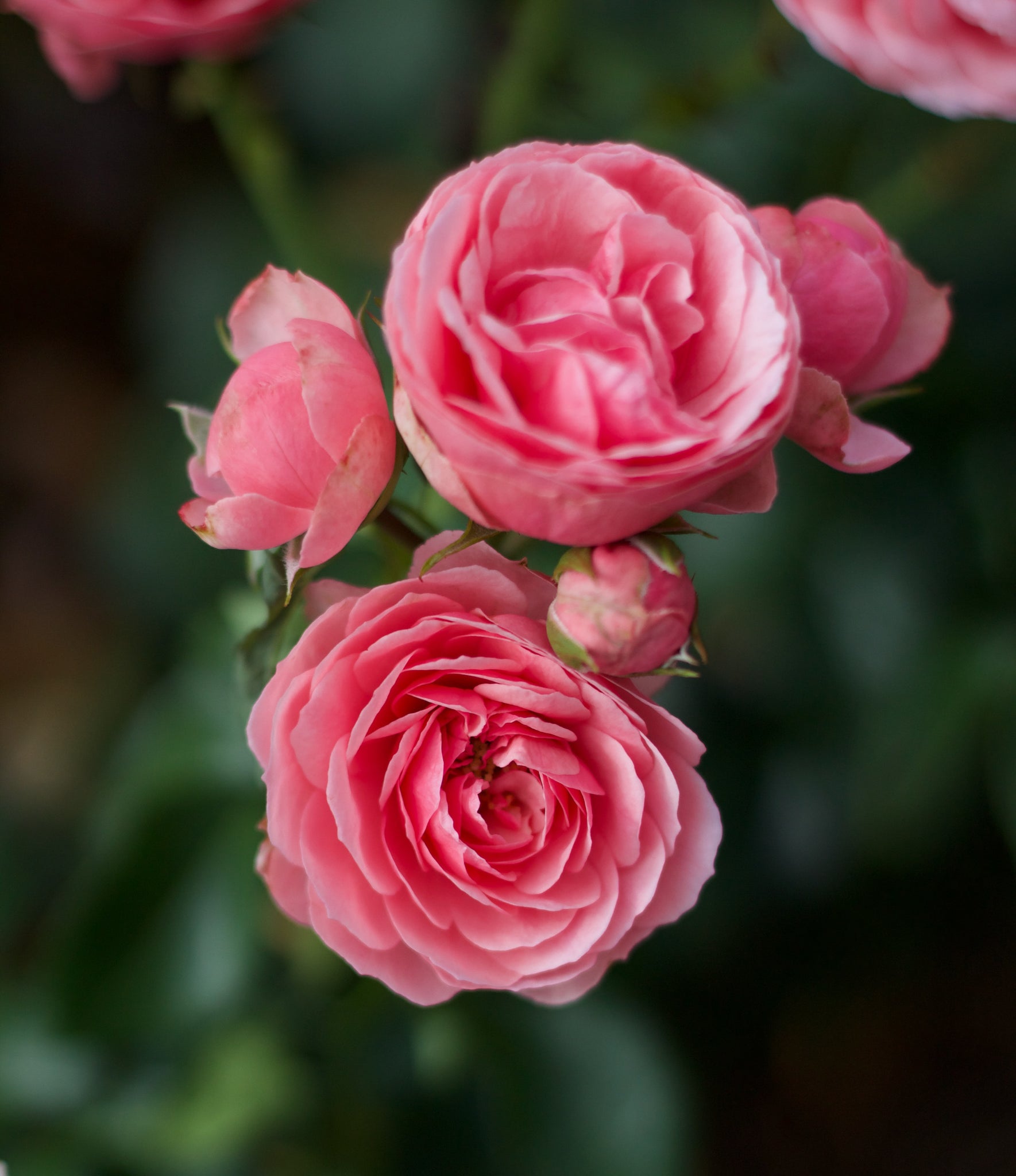 Organic* damask rose hydrolate