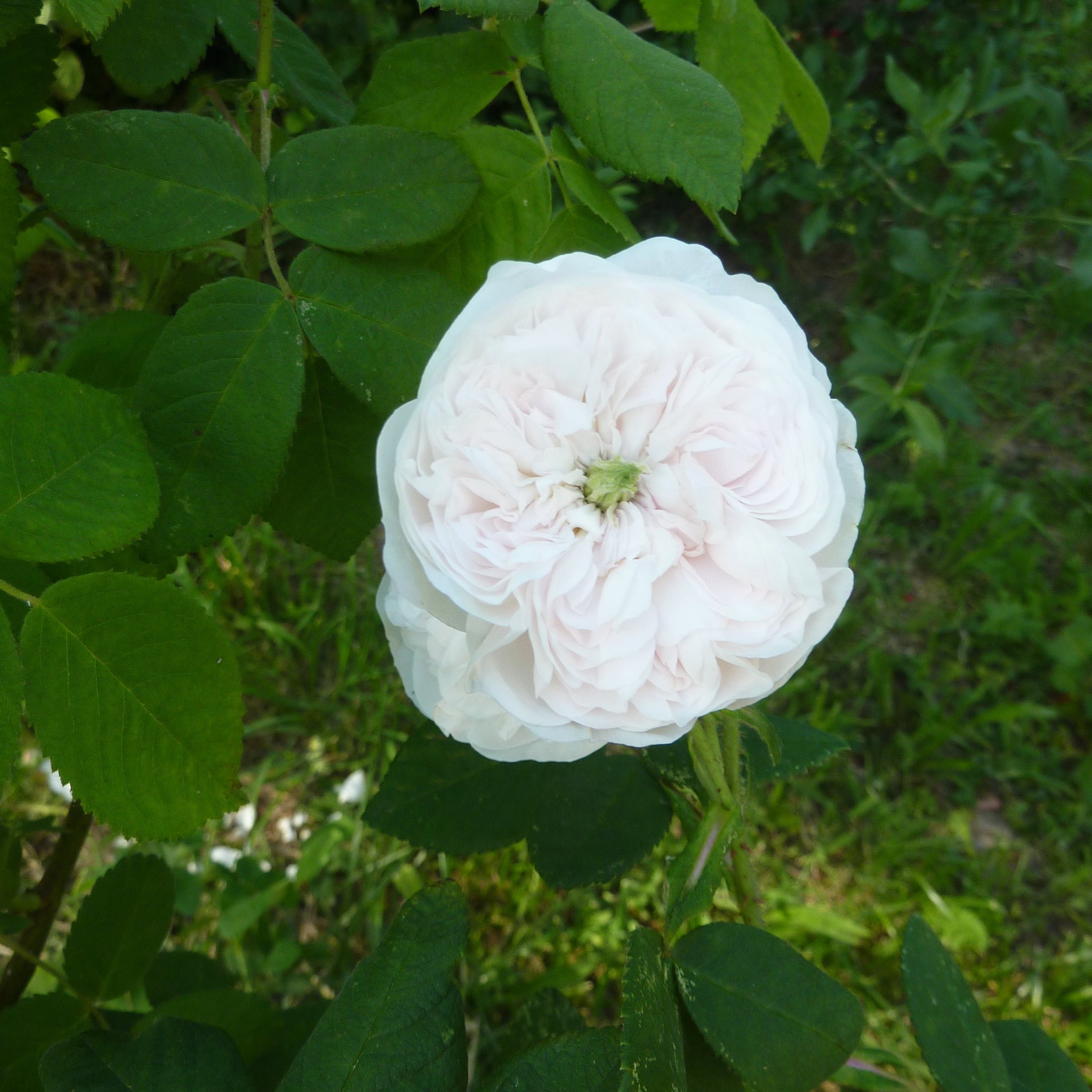 Revitalizing tonic water - Rose & Rosemary