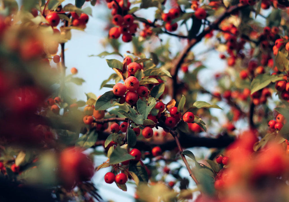 Organic rosehip vegetable oil